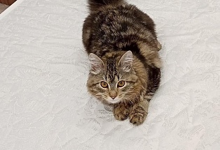 Медиа отзывов №2